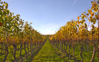 Meeting of the VVVV Association with Ministry of Agriculture in Brno.