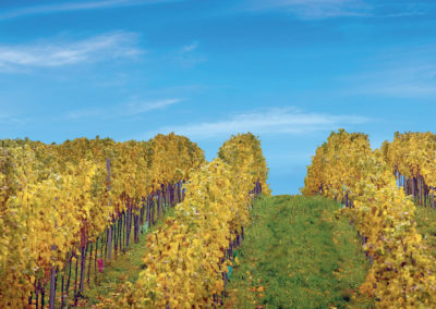 prémiová vinice - Kraví hora