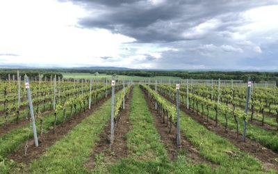 Stories of great vineyards.